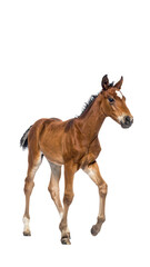 Obraz premium Elegant Foal Walking Gently on Isolated White Background