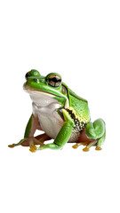 Fototapeta premium Cute Green Frog Sitting Still on White Background