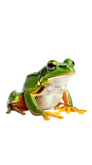 Obraz premium Cute Frog Sitting Still on a White Background