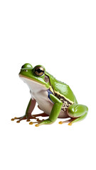 Obraz premium Cute Frog in Minimalistic Pose on White Background