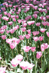 春の陽射しに輝くピンク色のチューリップ畑　柔らかなボケと満開の花
