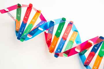DNA molecule spiral structure model isolated on white background, chromosome and gene chemical science biology.