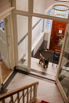 A dog in a hallway of a classical luxury house.