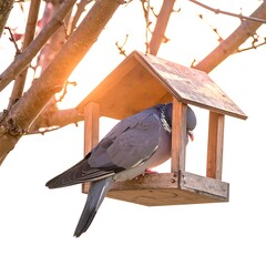 A pigeon rests in a wooden bird feeder attached to a tree branch against a bright, white sky