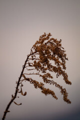 冬の風に揺れる枯れた草20230202