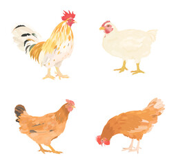 Cute cartoon farm birds collection. Vector illustrations of chicken, hen and rooster isolated on white background. Set of poultry clip. © iv.rymm