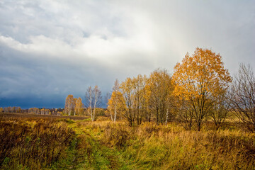 Bright birch forest in late autumn in cloudy weather
