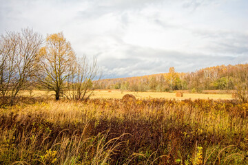 Bright birch forest in late autumn in cloudy weather