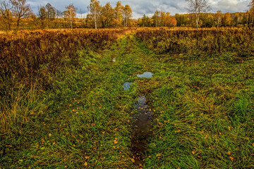dirt road through forest after heavy rain