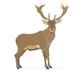 Fototapeta premium Vector hand draw illustration of cartoon Deer, cute wild forest animal isolated on white background.