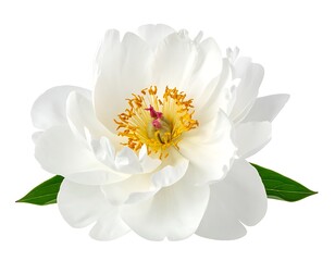 A pristine white peony bloom with a vibrant yellow center, accompanied by two lush green leaves, isolated on white