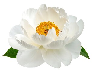 A pristine, white peony in full bloom with bright yellow stamen, against white background with two lush green leaves