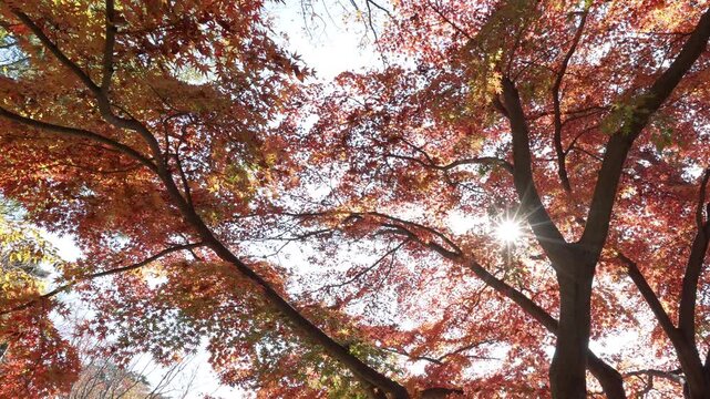 Sun rays bursting through vibrant red maple foliage during Tokyo autumn peak.