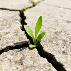 plant in the ground out of a crack