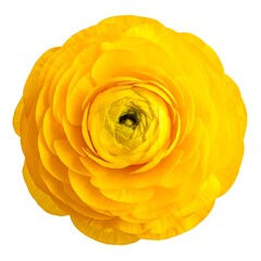 A vibrant, isolated ranunculus flower displays tightly layered, sunny yellow petals in a captivating floral portrait
