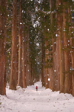 A row of Cedar Trees at Togakushi Shrine in winter in Nagano, J