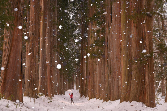 A row of Cedar Trees at Togakushi Shrine in winter in Nagano, J