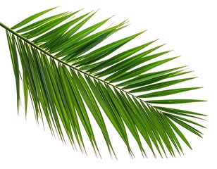 A vibrant palm frond with narrow, pointed leaves, angled against a bright white backdrop. Lush and lively green hue