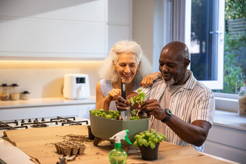 Diverse senior couple planting seedlings on countertop in kitchen with planter and spray bottle