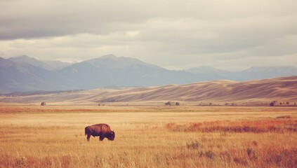 A bison grazes in a vast field, mountains in the distance, under a cloudy sky