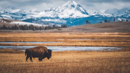 A lone bison stands in a grassy field, snow-capped mountains in the blurred background
