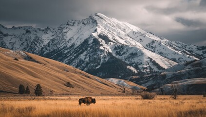 A bison grazes in a golden field with a majestic, snow-capped mountain backdrop