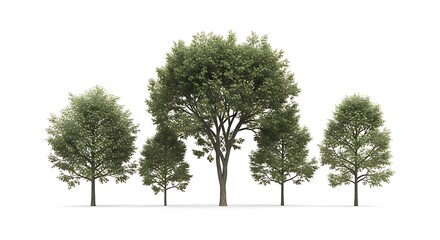 Fototapeta premium Green tree isolated on a white background