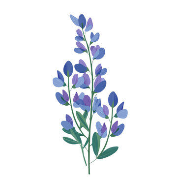 Minimal 2D vector illustration of Baptisia in flat icon style on a plain white background.