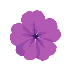 Fototapeta premium Phlox Flower, 2D flat vector illustration, simple and modern style, isolated on a plain white background.