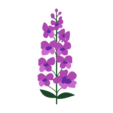 Simple flat 2D vector graphic of Angelonia Flower, modern icon look, displayed on a pure white background.
