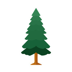 Cypress Pine Tree, 2D flat vector illustration, simple and modern style, isolated on a plain white background.