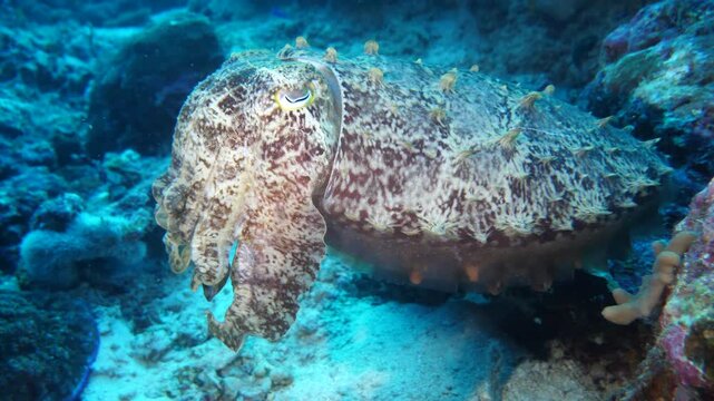 Well-camouflaged cuttlefish rests on rocky reef, mimicking surrounding coral textures in Banda Sea, Maluku, Indonesia.