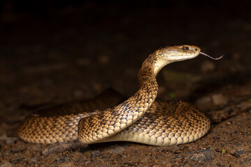 Fototapeta premium Highly venomous Rough-scaled Snake from Australia