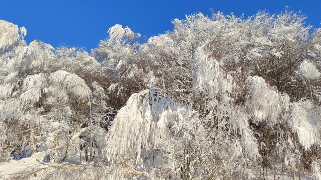 Snow cowered winter trees with clear blue sky.