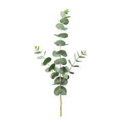 high-resolution flat lay of a healthy eucalyptus branch with vibrant, round silvery-green leaves, centered on a pristine transparent studio background with soft shadowless studio lighting. Concept for
