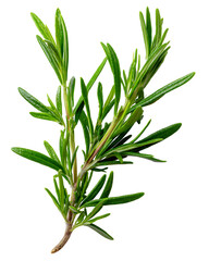 Obraz premium Fresh Rosemary Sprig - Culinary Herb for Cooking and Aromatherapy, isolated on transparent background