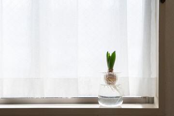 ヒヤシンスの水耕栽培,蕾,球根,シンプル,インテリア