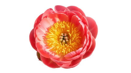 Vibrant coral charm peony PNG isolated on transparent background, beautiful flower with yellow center for wedding invitations and spring designs © Emilija