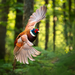 pheasant, in flight, game, bird, forest, wild, hunt, to hunt, nature, on the move, on the ground