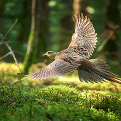 pheasant, in flight, game, bird, forest, wild, hunt, to hunt, nature, on the move, on the ground