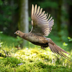 pheasant, in flight, game, bird, forest, wild, hunt, to hunt, nature, on the move, on the ground