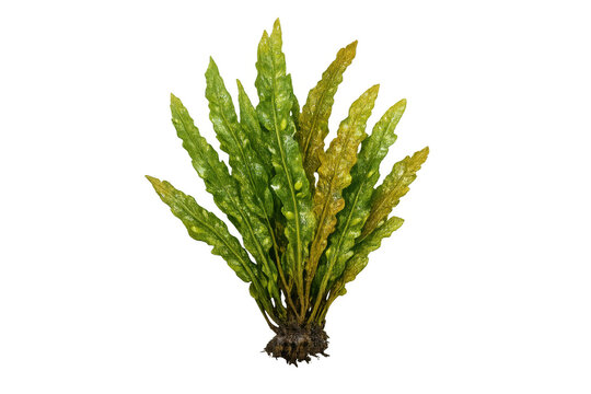 Java fern windelov plant growing, showing lush green and yellow leaves, common in freshwater aquariums, transparent background