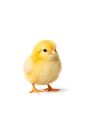 Obraz premium Adorable fluffy yellow baby chick standing isolated on white background. Cute newborn poultry bird with soft feathers. Spring, Easter, farm animal, innocence and new life concept with copy space.