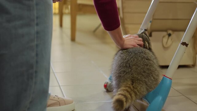 white woman petting tame raccoon on tiled kitchen floor, gentle indoor encounter with caregiver bond and trust. raccoon nuzzling legs, exploring under folding ladder, sniffing shoes and human hand.