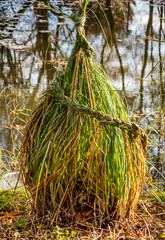braiding grass in winter