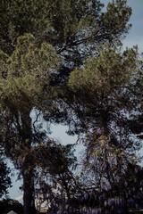 Obraz premium Traumhafter Strand mit kristallklarem, türkisblauem Wasser auf Formentera