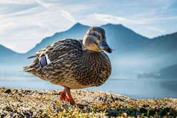 famous lake schliersee - bavaria