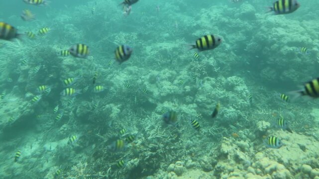 Underwater footage of a large group of tropical reef fish swimming freely in clear blue ocean water. The striped fish move smoothly across the frame, creating a dynamic yet tranquil marine atmosphere.