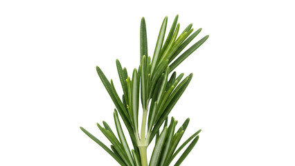 Obraz premium Fresh rosemary sprig isolated PNG, aromatic herb for cooking and seasoning, culinary ingredient on transparent background