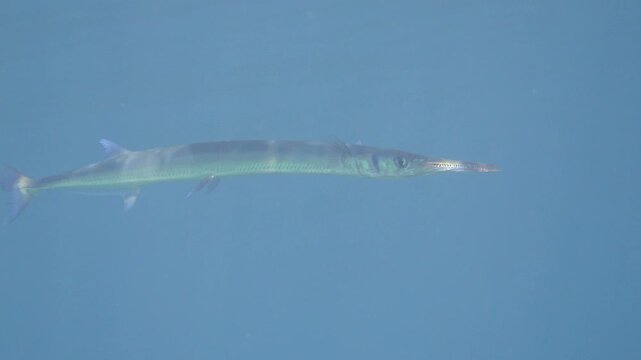 Lone needlefish gliding just beneath water surface with calm background in Banda Sea, Maluku, Indonesia.